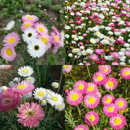 ibains Paper daisy flower seeds no of seeds 10 Seed image 1