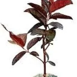 ruprish Grape Plant image 3