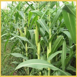 krishnasheeds YELLOW CORN HYBRID SEED Seed-picture-14