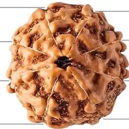 shivtantra 8 mukhi rudraksha Original Certified Indonesian 8 mukhi rudraksha Wood Pendant image 3