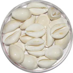 omkar White Cowrie - Lakshmi Gavvalu Safed Gora Cowrie Kawdi Kaudi Kowdi Sea Shell (21 Pieces) Sacred Shankh-picture-18