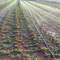 vallabh Garden Rain Pipe 20mm 100 Meter with Acc 20MM rain pipe with acc Hose Pipe image 5