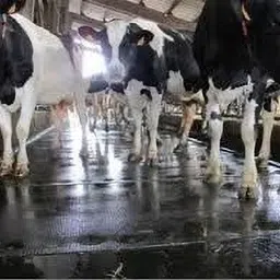 ursus Mat For Cow Waterproof With Raised Edges BPA Free Long Lasting Cow, Dog, Guinea Pig, Hamster, Miniature Pig Pet Mat-picture-11