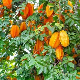 Star Fruit Carambola Grafted Plant-image-3
