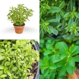 sbains Meethi tulsi live plant seeds no of seeds 24 Seed image 1