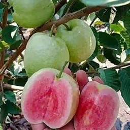 new debnathnursery Guava Plant image 3