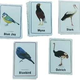 ashmi Birds 32 Pcs Laminated Flash Cards for Kids Toddlers Early Learning Age 3+ image 2