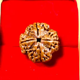 mahadevdepstore Nepali 4 Mukhi/ Four Face Rudraksha / Chatur Mukhi Rudraksha (Size 16-22mm) Wood image 2