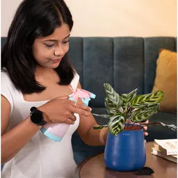 kyari Peacock Plant With With Aura Pot- Blue image 3