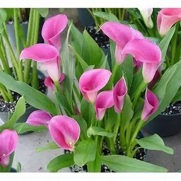 alogardening Lily Plant image 4