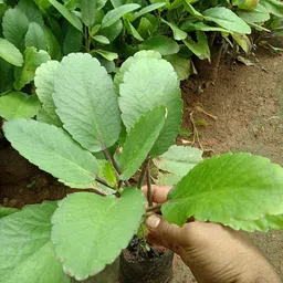 cloud farm Bryophyllum Pinnatum/Patharchatta Plant image 4