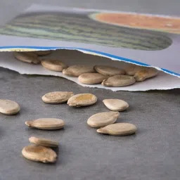 nurseryfriends ™ watermelon fruit seeds, watermelon seeds for farming, tarbuj seeds, Summer fruit Seed image 4