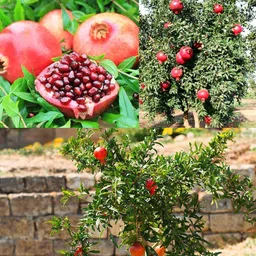 moonqulty Pomegranate(Bedana),Nar Fruit Plant Seed-picture-25