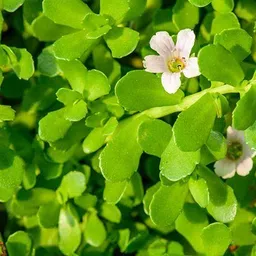 cloud farm Bacopa Monnieri image 3