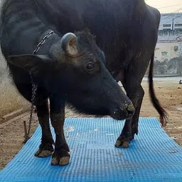 Cow Mat Waterproof Rubber Mat_8*5 Feet BPA Free For Horse Cow, Dog, Hamster, Guinea Pig, Miniature Pig Pet Mat-image-23