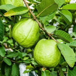 gislenus Guava Plant-picture-11