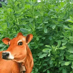 hybrid 1kg berseem Malti cutting grass seeds more milk and soft green grass Seed image 4